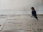 African Love Birds