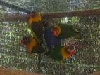 African love birds