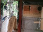 African Love Birds