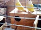 african love birds