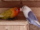 African Love Birds