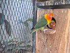 African Love Birds