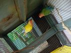 African Love Birds