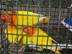 African love birds