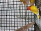 African Love Birds