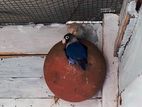 African Love Birds