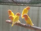 African love birds