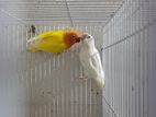 African love birds