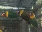 African Love Birds