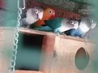 African Love Birds