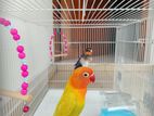 African Love Birds