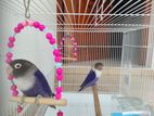 African Love Birds