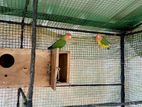 African Love Birds