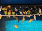 African Love Birds