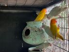 African Love Birds