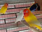 African Love Birds