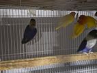 African love birds