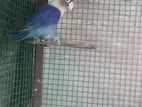 african love birds