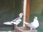 African Love Birds