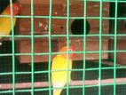 African Love Birds
