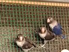 African Love Birds