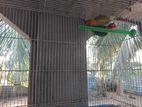 African Love Birds
