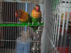 African Love Birds