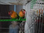 African Love Birds