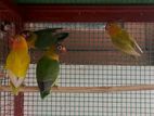 African Love Birds