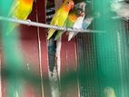 African Love Birds