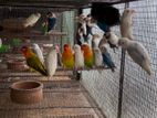 African Love Birds