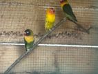 African Love Birds