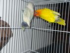 African Love Birds
