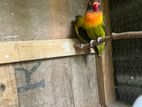 African Love Birds