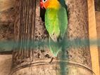 African Love Birds