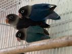 African Love Birds