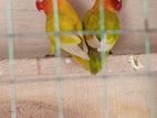 African Love Birds
