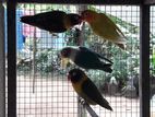 African Love Birds