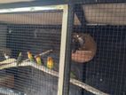 African Love Birds