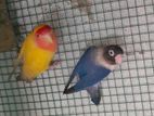 African Love Birds