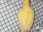 African love birds
