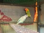 African Love birds
