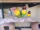 African Love Birds