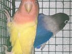 African love birds