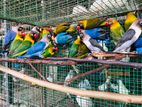 African Love Birds