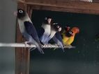 African Love Birds