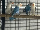 African Love Birds