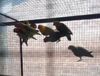 African love birds