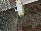 African Love Birds