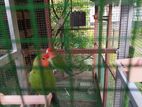 African Love Birds
